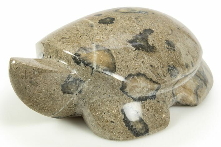 Carved Fossil Staghorn Coral Turtle - Philippines #308605